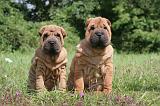 SHAR-PEI 809